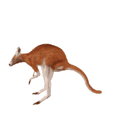 hopping kangaroo animated jump hop