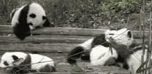 I'M Alright GIF - Panda Babies Fall GIFs
