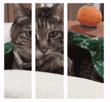 3d Cat GIF - 3d Cat Cute GIFs