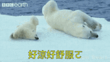 Polar Bear Ice GIF - Polar Bear Ice Bbc Earth GIFs