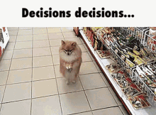 decisions dog walk cute