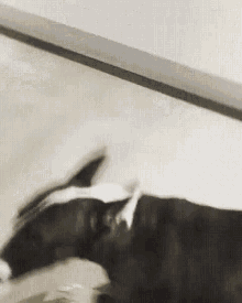 shasha bull terrier dog dance of my people shake it shasha bull terrier dog dance of my people shake it