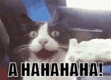 Mèo, Vui, Cười, Hahaha, Lol GIF - Cat Happy Kitty GIFs