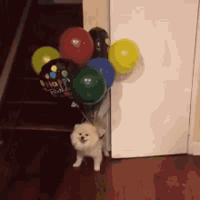 balloon dog float funny animals