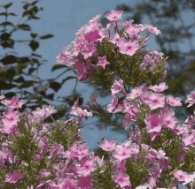 Spring Flowers GIF - Spring Flowers GIFs