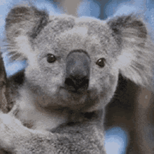 Koala Dame Da Ne GIF - Koala Dame Da Ne Baka Mitai GIFs