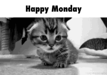 Monday Cats GIF - Monday Cats Cute GIFs