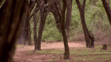 sadhguru bike rushing in race motorcross