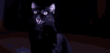 Angry Cat GIF - Angry Cat Meow GIFs