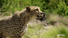 Roar Animals On The Loose GIF - Roar Animals On The Loose Scary GIFs