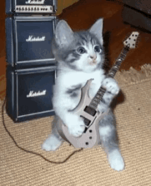 cat kitten guitar rock music