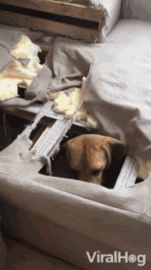 Hiding Guilty Doggo GIF - Hiding Guilty Doggo Dog Pet GIFs