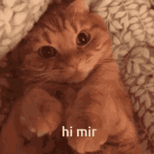 Mir Cat GIF - Mir Cat Cute GIFs