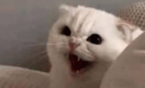 Angry Cat Triggered GIF - Angry Cat Triggered Ahhh - Discover & Share GIFs
