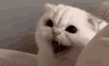 Angry Cat Triggered GIF - Angry Cat Triggered Ahhh GIFs