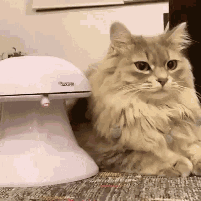 Cat Annoyed GIF - Cat Annoyed Bored - Discover &amp;amp; Share GIFs