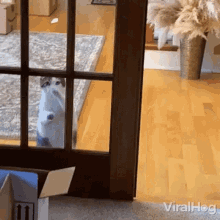 Cat Knocking Door Viralhog GIF - Cat Knocking Door Viralhog Cat Begging For Entry GIFs