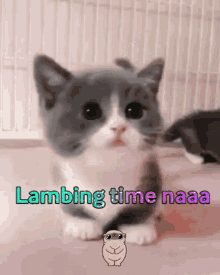 Cute Cat GIF - Cute Cat Lambing GIFs