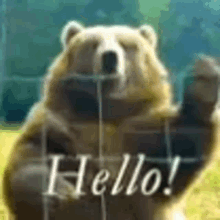 Hello Bear GIFs | Tenor