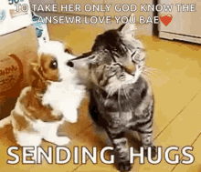 Cat Hug GIF - Cat Hug Dog GIFs