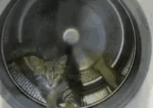 kitty dryer