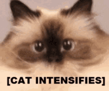 Intense Cat GIF - Intense Cat Shake GIFs