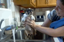 dog swim sink bath cute