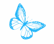 freedom butterfly