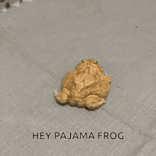 Mr Pajama Frog GIF - Mr Pajama Pajam Frog GIFs