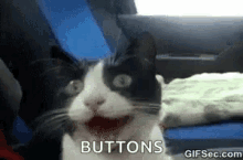 Funny Animals Buttons GIF - Funny Animals Buttons Cats GIFs