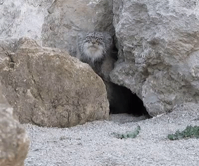 A gif of a Pallas Cat padding close to the camera and peering into the lens. It's adorable and hilarious.