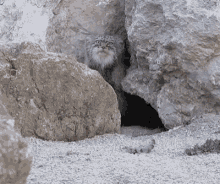 Good Morning Pallas Cat GIF - Good Morning Pallas Cat Whos There GIFs