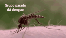 dengue parado mosquito picando