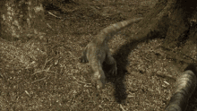 Baby Tyrannosaurus GIF - Baby Tyrannosaurus Rex GIFs
