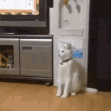 Cat Confused GIF - Cat Confused What GIFs