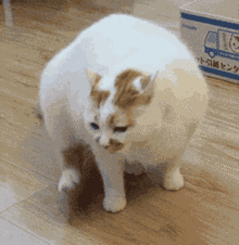 Cat Dont Care GIF - Cat Dont Care แงวคัน GIFs