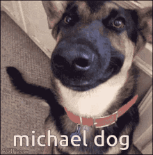 Michael Dog Michael Anime GIF - Michael Dog Michael Anime GIFs