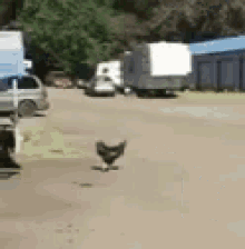 Chicken Chickencrossroad GIF - Chicken Chickencrossroad Pollo GIFs