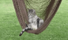 Sussa GIF - Cat Relax Relaxing GIFs