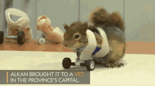 Squirrel Fell Down Karamel The Squirrel GIF - Squirrel Fell Down Karamel The Squirrel A Squirrels Prosthetic Wheels Are The Key To Recovery GIFs