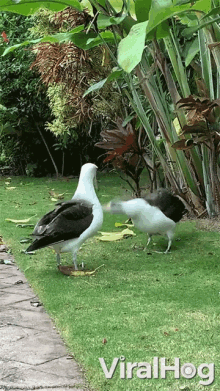 Seagulls Shaking Head GIF - Seagulls Shaking Head No GIFs