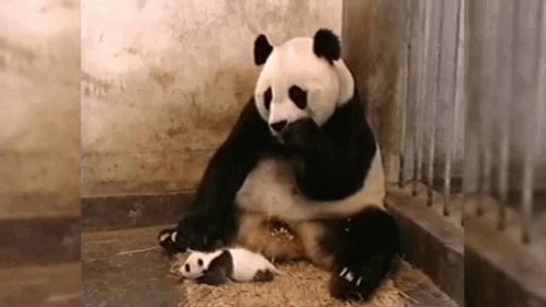 Panda Muma Panda Gif Panda Muma Panda Baby Panda Discover Share Gifs