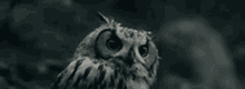 Owl Animal GIF - Owl Animal Cute GIFs