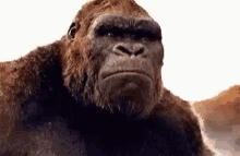 Mad Angry GIF - Mad Angry Gorilla GIFs