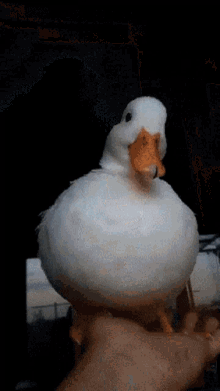 Viks Duck GIF - Viks Duck Ducks GIFs