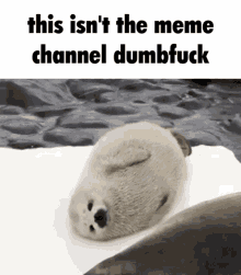 Seal Wholesome GIF - Seal Wholesome Memes GIFs