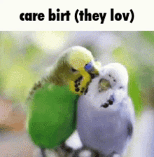 Bird Birt GIF - Bird Birt Care GIFs