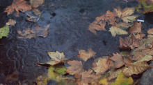 Leaves GIF - Leaves GIFs