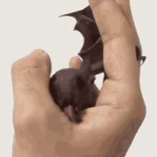 Bat Licking GIF - Bat Licking Hand GIFs