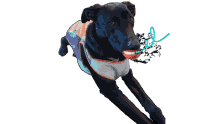 dog puppy elprimobrand el primo dog puppy elprimobrand el primo